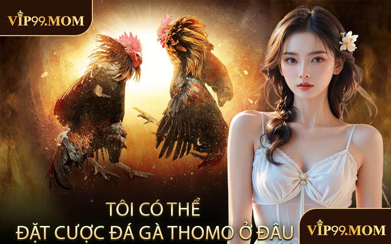 Tôi có thể đặt cược đá gà Thomo ở đâu
