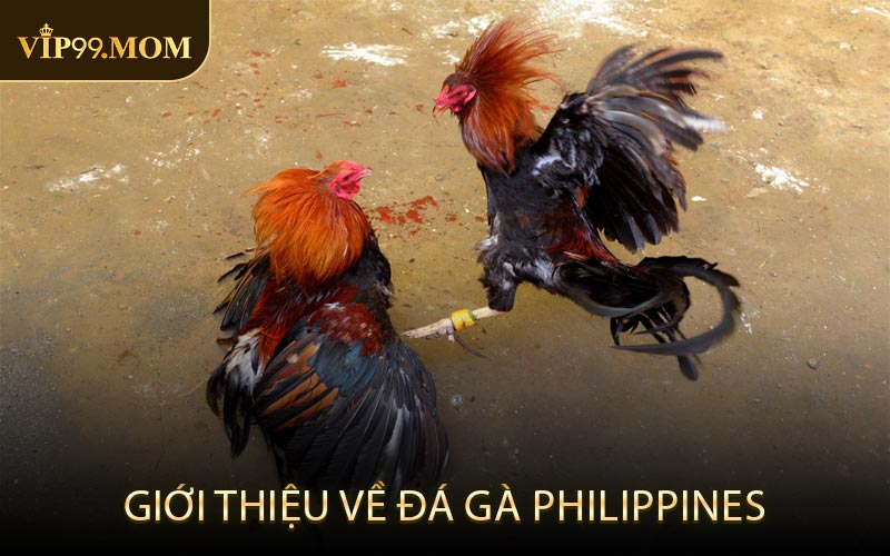 Giới thiệu về đá gà Philippines