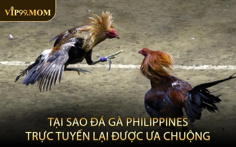 Tại sao đá gà Philippines trực tuyến lại được ưa chuộng